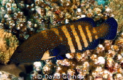 A Peacock Grouper swims in the waters of the Red Sea. by David Gilchrist 
